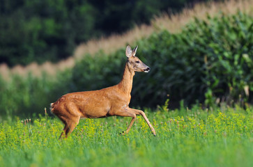 Roe deer running