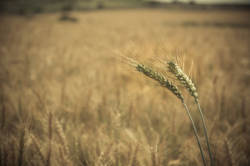 Close up of green-yellow wheat crop.
Blurred background.