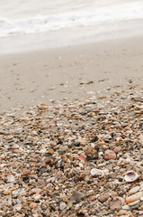 some shells arrive on the beach