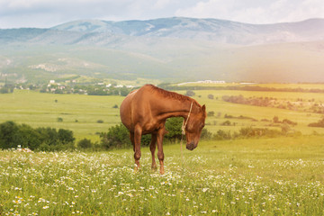 Fototapeta na wymiar Beautiful brown horse in the mountains of Crimea