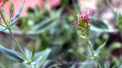 Pink flower with a green stem in the garden.
Narrow focus.