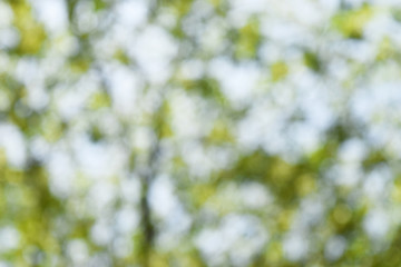 Blur tree images for wallpapers, texture, background.