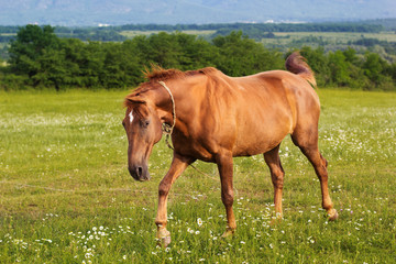 Obraz premium Beautiful brown horse is feeding at field
