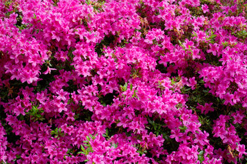 Lots of pink flowers