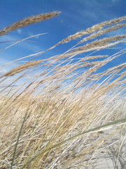 Obraz premium Beach on Baltic Sea