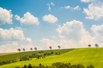 Fototapeta premium Summer countryside with green fields and trees