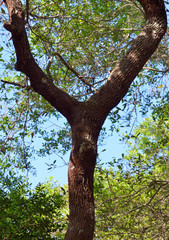 Tree branch that looks like the letter Y or Deer face
