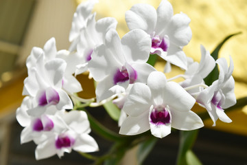 Fototapeta na wymiar White orchid flower blooming
