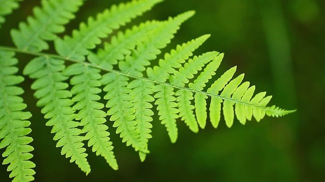 Leaf of fern in spring with gentle agitation