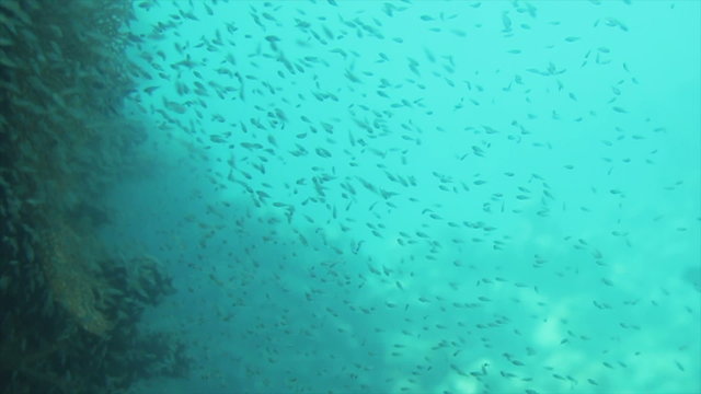 Underwater shot of a group of fish moving in formation in the deep sea.
Filmed in the depths of the Red Sea