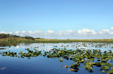 Everglades Wetland