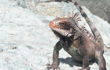 Large Iguana