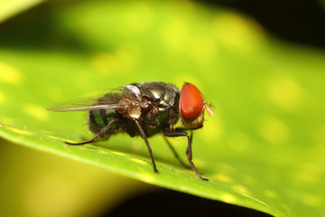 Small bug ,insect in green garden Thailand summers season