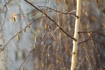 Russian birch