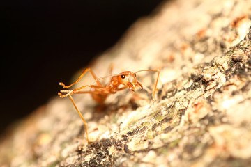 Small bug ,insect in green garden Thailand summers season