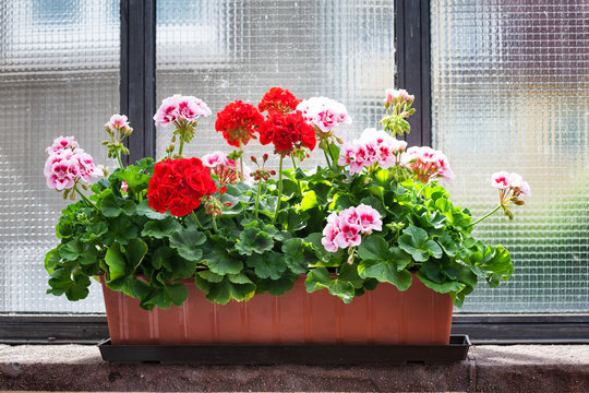 Geranium on window sill