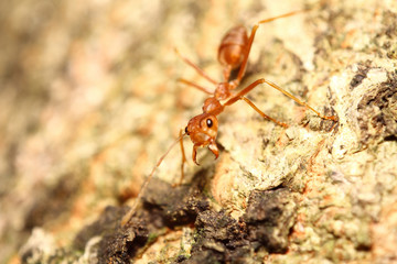 Small bug ,insect in green garden Thailand summers season