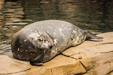 Robbe hät sich ein Auge zu