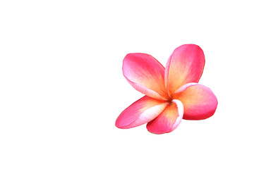 pink and yellow of plumeria flowers on white background
