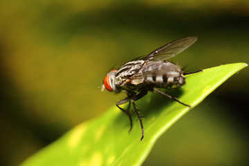 Small bug ,insect in green garden Thailand summers season