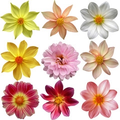 Set of different dahlias isolated on white background