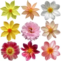 Fototapete Dahlie Set of different dahlias isolated on white background