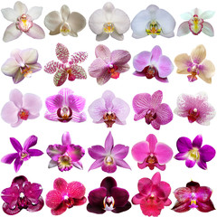 Collection of orchid flower isolated on white