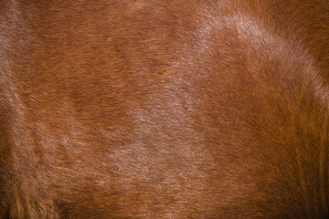 Brown horse fur background
