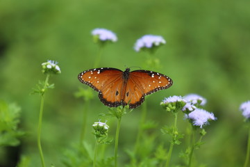 A close up view of a Queen butterfly sitting on a purple gregs mist flower plant. 