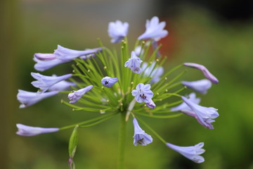 A close up view of a Agapanthus, or Lily of the Nile, bloom which is blue. 