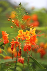 A close up view of a pride of Barbados flower that has yellow and orange color. 