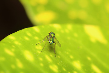 Small insect in the garden Thailand