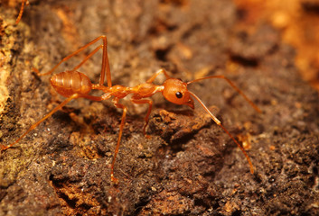 Small insect in the garden Thailand