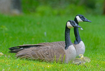 Pair of Canada Geese with babies. - 85436670