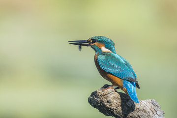 Common kingfisher
