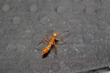 Small insect in the garden Thailand