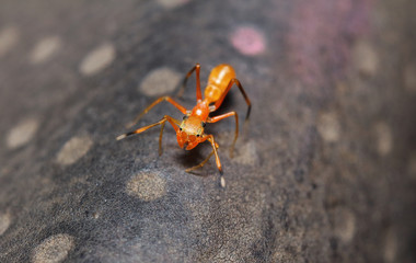 Small insect in the garden Thailand
