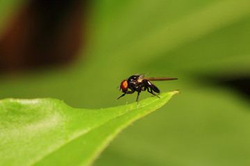 Fototapeta premium Small insect in the garden Thailand
