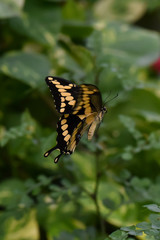 Giant Swallowtail Butterfly Flying