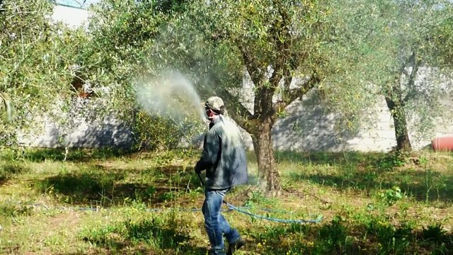 watering olives with pesticide