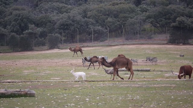 animales herb&iacute;voros caminando juntos