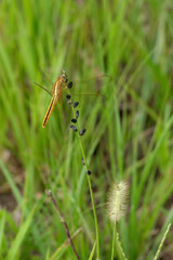Golden Dragonfly Resting in Grass