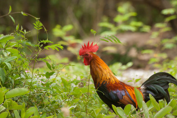 Male chicken.