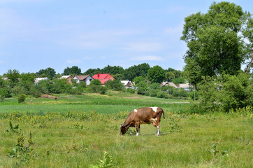 a cow grazes on lies a meadow