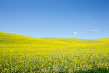 Yellow canola flower field