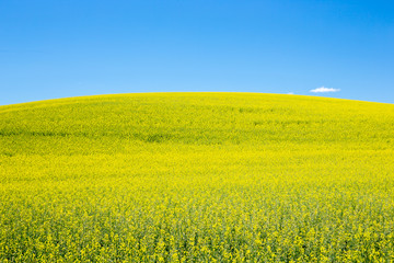 Yellow canola flower field