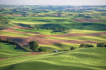 Photo sur Plexiglas Campagne Wheat fields in Palouse Washington state