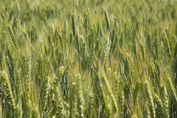 Wheat field