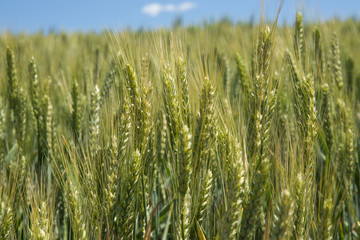 Wheat field