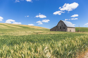 Fototapeta na wymiar Old abandoned barn and wheat field